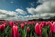 Rode tulpen met Hollandse luchten van Gert Hilbink thumbnail