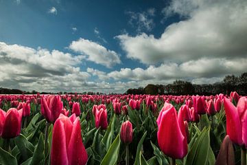 Tulipes rouges et ciel hollandais sur Gert Hilbink