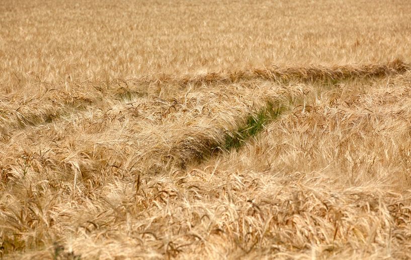 Cornfield par Thomas Jäger
