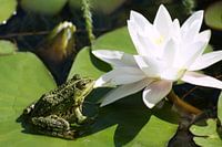 Frog sunbathing in the Lilly Pond