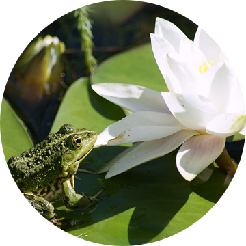 Frog sunbathing in the Lilly Pond van Jeroen van Deel
