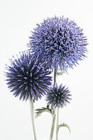 Portrait of three Ball Thistles: Different stages of life