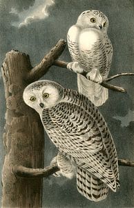 Schneeeule, John James Audubon