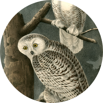 Sneeuw Uil, Snowy Owl, Audubon, John James, 1785-1851