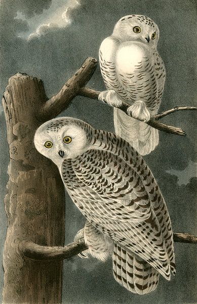 Sneeuw Uil, Snowy Owl, Audubon, John James, 1785-1851 van Liszt Collection