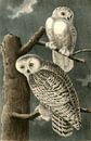 Sneeuw Uil, Snowy Owl, Audubon, John James, 1785-1851 van Liszt Collection thumbnail