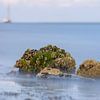 Zeewier groen 6 sur Albert Wester Terschelling Photography