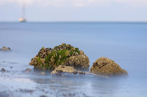 Zeewier groen 6