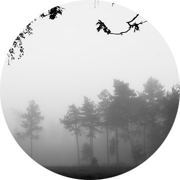 zwart witte bomen in de mist