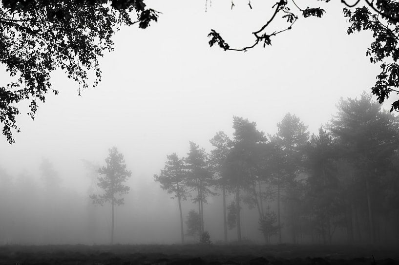 black and white trees in the fog by Tania Perneel