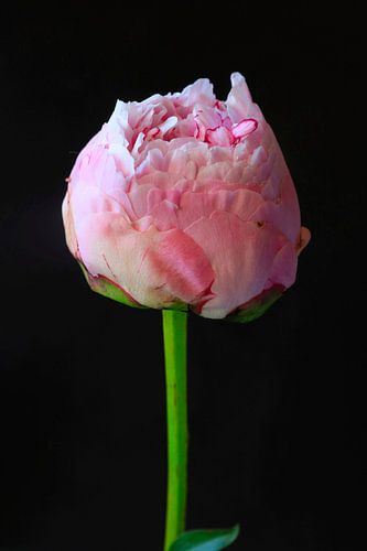 Still life with peony