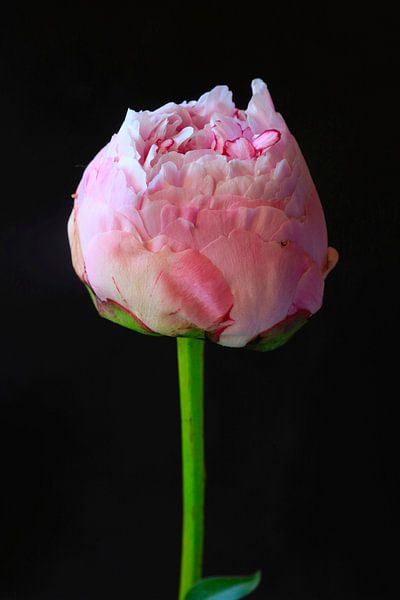 Stillleben mit Pfingstrose von Thomas Jäger