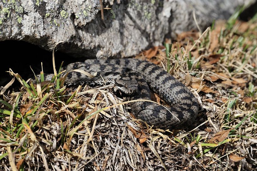 Asp viper Vipera aspis Gran Paradiso National Park Italian Alps by Frank Fichtmüller