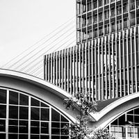 Rotterdam head of South