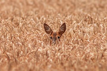 Reh (Capreolus capreolus) Ricke schaut aus einem reifen Weizen Feld von Mario Plechaty Photography