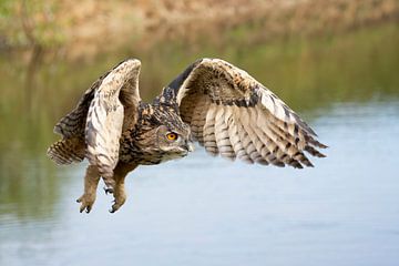 Hibou grand-duc sur Jan van Vreede