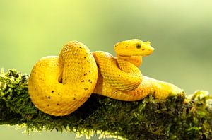 Eyelash viper by Rob Kempers