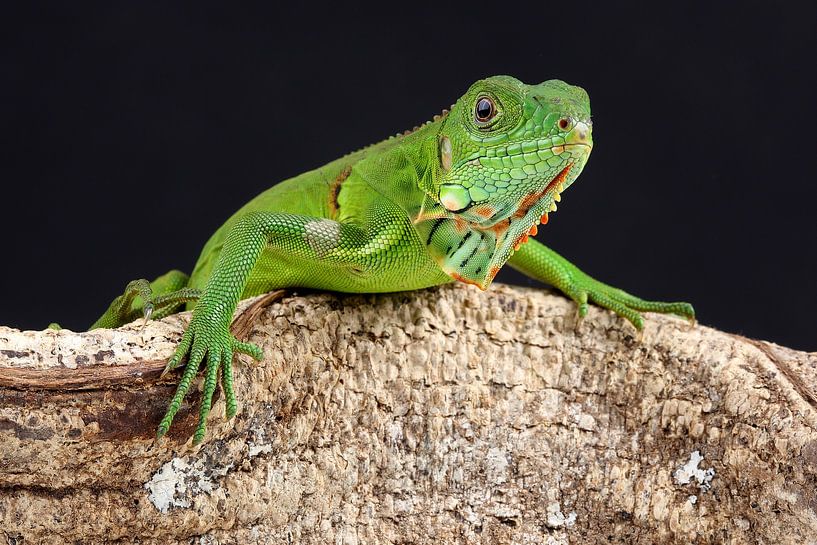 Green Iguana (Iguana iguana) by Ronald Pol