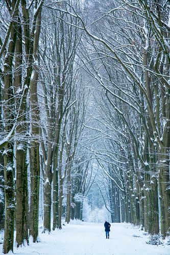 Sentier forestier - 2