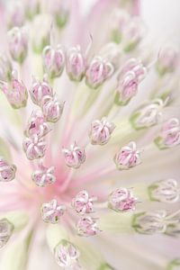 Zartes Pastellrosa und Grün: Das Herz eines Astrantia Major
