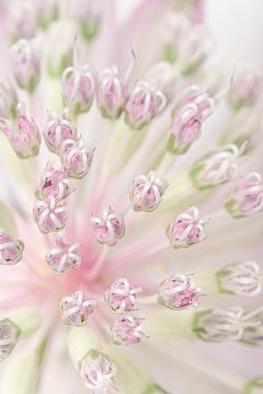 Pastel soft pink and green: The heart of a Astrantia Major