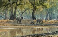 Manapools (zimbabwe)