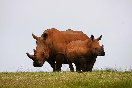 Neushoorn moeder en kind van Marianne van den Bogaerdt