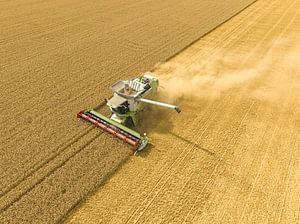 Mähdrescher bei der Weizenernte im Sommer aus der Vogelperspektive