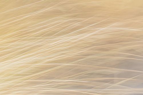 Helmgras Abstract by Yanuschka | Fotografie Noordwijk