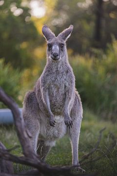 Kangourous dans les montagnes bleues : une rencontre avec la nature sauvage australienne sur Ken Tempelers