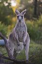 Kangaroos in the Blue Mountains: An Encounter with Australia's Wilderness by Ken Tempelers thumbnail