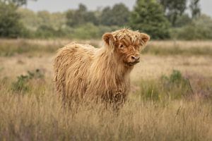 Schottisches Highlander-Kalb auf dem Gut Great Sand