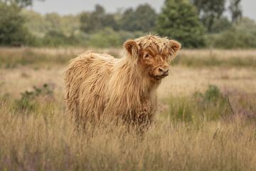 Schotse Hooglander kalf op landgoed Grote Zand van KB Design & Photography (Karen Brouwer)