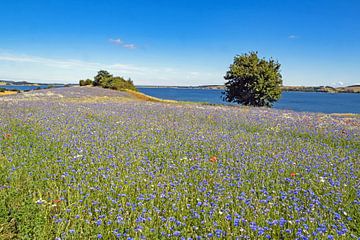 Mönchgut sur l'île de Rügen sur Katrin May