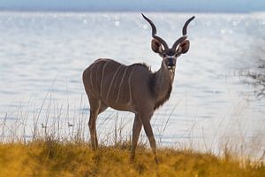 Großer Kudu, Strepsiceros von Jan Schuler