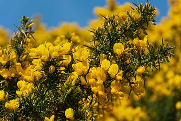 Balai jaune sur Silvia Rikmanspoel