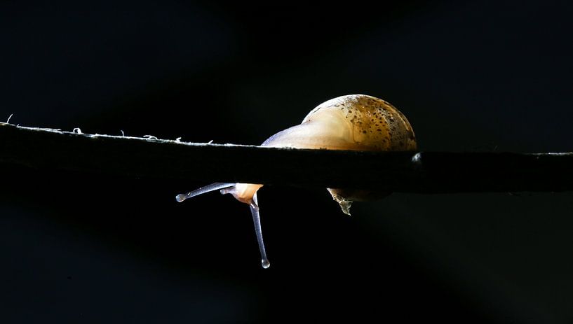 Macrofoto slak op stokje tegen zwarte achtergrond by J.A. van den Ende