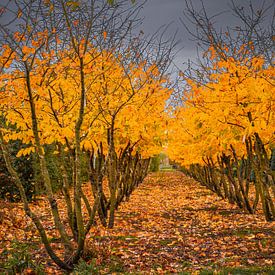 autumn in the plant nursery by Peter Smeekens
