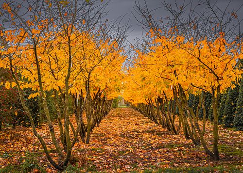 autumn in the plant nursery