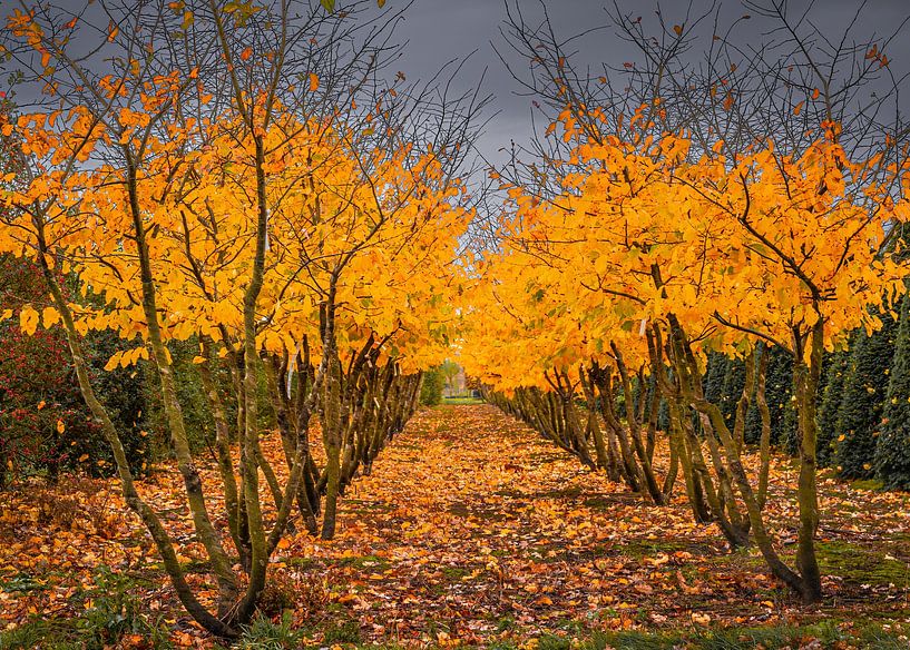 Herbst in der Gärtnerei von Peter Smeekens