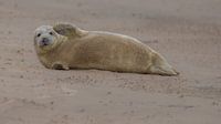 Zeehondje