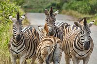 Zebra's