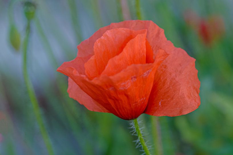 A flowering poppy by Jurjen Jan Snikkenburg