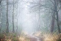 Winter whispers