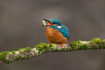 Eisvogel, der im Wurf fotografiert wurde. von Jeroen Stel