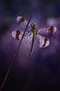 Purple rain von Peter R Miniaturansicht