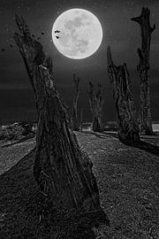 Mysterieuze nacht @ Molenplas Stevensweert van Rob Boon