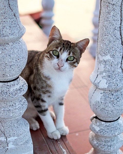 Zwerfkat in een hotel in Cyprus von Lindy Hageman
