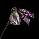 Bicolor van Ruud Peters thumbnail