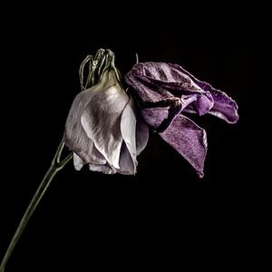 Bicolor